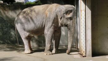 Najbardziej samotny słoń świata umarł po 60 latach spędzonych w małej, betonowej komórce