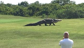 Ogromny aligator wszedł na pole golfowe. Mniej wzrok skupiony na jego łapach. Coś niewiarygodnego!
