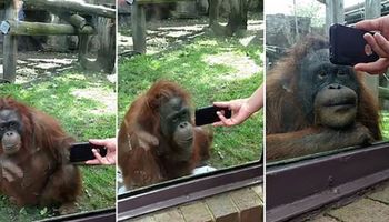 Włączono mu filmik z innym orangutanem. Swoją zaskakującą reakcją przyciągnął tłumy!