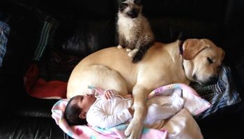 Noworodek leżał na kanapie z psem i kotem. W 1:05 minucie coś stanowczo zakłóciło ich spokój…