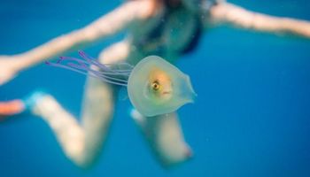 Przerażona rybka utknęła w środku… meduzy. Ona wciąż żyła!