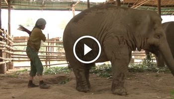 Kobieta zaczyna śpiewać kołysankę… Uważnie obserwuj, jak reaguje na to słoń