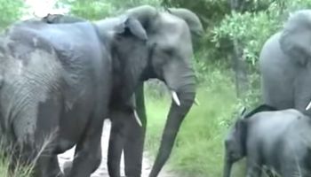 Zauważył rodzącą słonice, która unosił tylne nogi ku górze. Chwilę później pojawił się przed nim mały słoń!