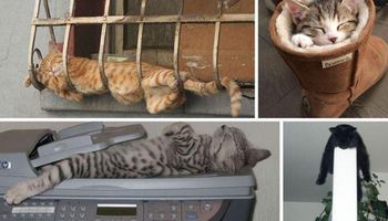 30 zdjęć, które są najlepszym dowodem tego, że koty potrafią spać dosłownie wszędzie i w każdej pozycji