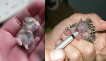 13 malutkich zwierzątek, które dopiero co się urodziły. Już na sam ich widok topnieje mi serce!