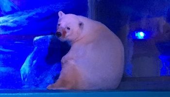 Najsmutniejszy niedźwiedź na świecie. Przetrzymywany jest w centrum handlowym w Chinach
