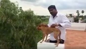 Student medycyny z uśmiechem na twarzy wyrzuca psa z balkonu. Zrobił to bez żadnych skrupułów