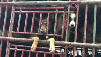 Ciężarówka w Chinach wiozła 300 psów na rzeź. Warunki, w jakich je trzymano, były przerażające…