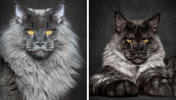 Mityczne bestie: Fotograf uchwycił majestatyczne piękno kotów Maine Coon