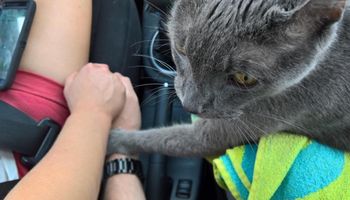 Kot kładzie łapę na dłoni kierowcy. To, co dzieje się później, powoduje, że nie mogę powstrzymać łez