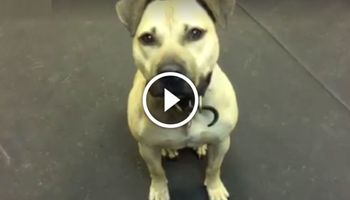 Ten cudem uratowany pies, pierwszy raz w życiu je pizze. Jego reakcja doprowadzi Cię do płaczu!