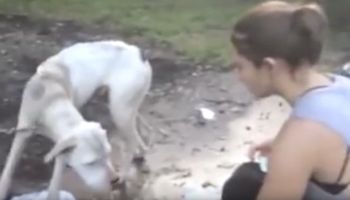 Kobieta słyszy piski. Znajduje wycieńczonego psa, przywiązanego do drzewa za opuszczonym domem