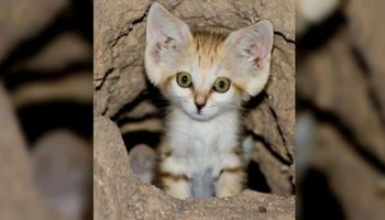 Dziwny i rzadki gatunek kota udało się zobaczyć i sfotografować pierwszy raz od 10 lat
