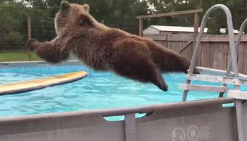 Tak skakać do wody mogą tylko niedźwiedzie. Filmik podbija serca ludzi!