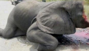 Kłusownicy w okrutny sposób mordują słonie, aby pozyskać kość słoniową. To powinno być zakazane!
