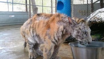 Tygrysica w złym stanie została uratowana z cyrku. Po 8 miesiącach leczenia jest nie do poznania!