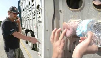 Kierowca ciężarówki pełnej świń wybiegł i zaczął wyzywać kobietę, która dała im trochę wody