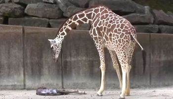 Osoby odwiedzające zoo były w szoku, kiedy żyrafa w ciąży zdała sobie nagle sprawę, że urodziła