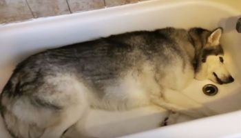 Uparty husky nie chce wyjść z wanny, ponieważ uwielbia kąpiele i głośno daje o tym znać właścicielce