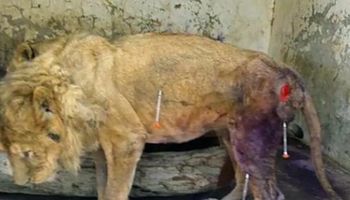 W samym środku wojny domowej w Jemenie giną także bezbronne zwierzęta z ogrodów zoologicznych…