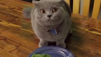 Oto, co się dzieje, gdy nie dokończysz swojego jedzenia, a w pobliżu znajduje się kot
