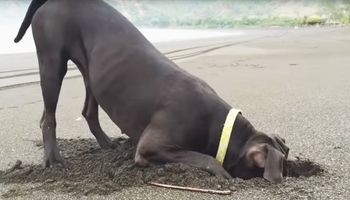 Zniecierpliwiony pies zaczął kopać w piasku, bo czuł, że coś tam jest. Nagle spod ziemi wydostał się krab!