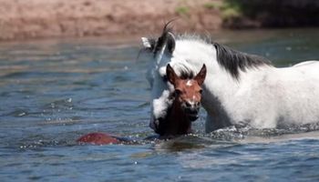 Imponujące zachowanie konia, który razem ze swoim stadem przechodził przez rwącą rzekę