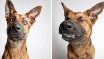 Umieścili psy ze schroniska w fotobudce i zrobili im zdjęcia.A wszystko to z jednego prostego powodu