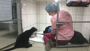 Uratowany kot, który nie potrafi chodzić, pomaga innym zwierzakom w powrocie do zdrowia