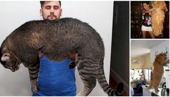 20 ogromnych kotów, które zdecydowanie nie są malutkimi zwierzątkami domowymi