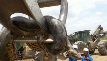 Olbrzymia, 10-metrowa anakonda znaleziona w Brazylii waży aż 400 kilogramów!