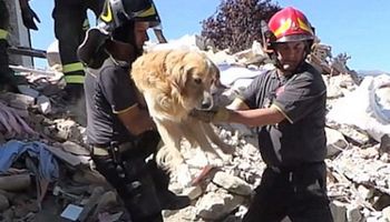 9 dni po strasznym trzęsieniu ziemi we Włoszech, strażacy odkopują pod gruzami żywego psa…