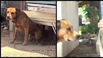 Właściciel odmawia oddania przywiązanego przez 10 lat psa. Sąsiad nie daje za wygraną i w końcu ratuje zwierzę