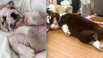 15 zdjęć, które pokazują, że szczeniaki uwielbiają spać w dziwnych pozycjach. Są przesłodkie!