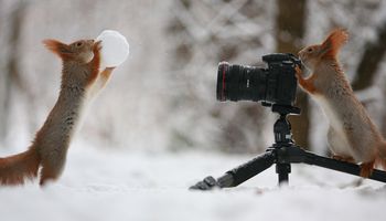 Rosyjski fotograf wykonał najcudowniejszą sesję zdjęciową wiewiórek, jaką kiedykolwiek widziałeś