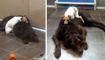 Psy, które straciły dom, po tym jak trafiły do schroniska, nie mogły przestać się przytulać…