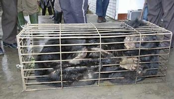Na farmie przetrzymywano zwierzęta w ciasnych klatkach. Brutalne tortury powoli je zabijały