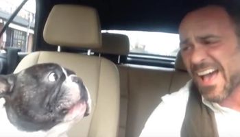 Mężczyzna jedzie autem z psem i śpiewa. To, co czworonóg robi w 10 sekundzie to istne szaleństwo!