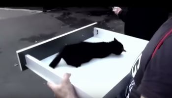 Maleńki kot umierał na ulicy. Na jego drodze pojawili się ludzie, którym jego los nie był obojętny