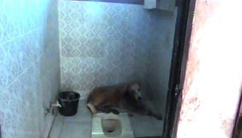 Porzucony pies wkradł się do domu. Zwinął się w kłębek i czekał na śmierć w łazience