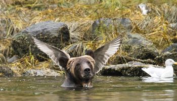 Oto finaliści konkursu Comedy Wildlife Photography Awards 2016. 15 zdjęć, które wywołają uśmiech na twarzy