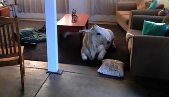 Krowa imieniem Beryl włamała się do domu i postanowiła zaczekać na powrót rodziny w salonie