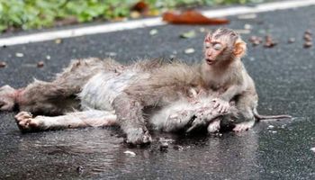 Mama tej małpki została potrącona przez samochód. Reakcja jej dziecka porusza do szpiku