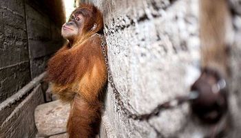Przykuty łańcuchem do ściany orangutan tulił sam siebie, aby zasnąć