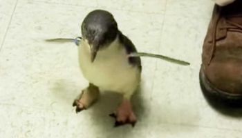 Maleńki pingwin podchodzi do mężczyzny, a po chwili daje niezły pokaz