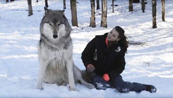 Ten ogromny wilk usiadł tuż obok niej. Wystarczył jeden zły ruch, a kobieta mogłaby nie żyć!