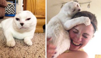 Adoptowała kota bez uszu. Dzisiaj nie wyobraża sobie życia bez niego