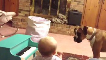 Dziecko gra na fortepianie, gdy nagle przyłącza się do niego pies. Co za wspaniały duet!