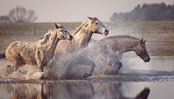 Fotograf uchwycił piękno dzikich koni. Zdjęcia zapierają dech w piersiach