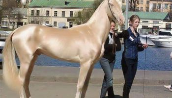 Został uznany za najpiękniejszego konia na świecie. Wygląda, jakby był pokryty złotem